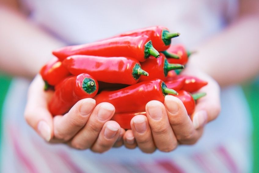 A person holding red chili peppers