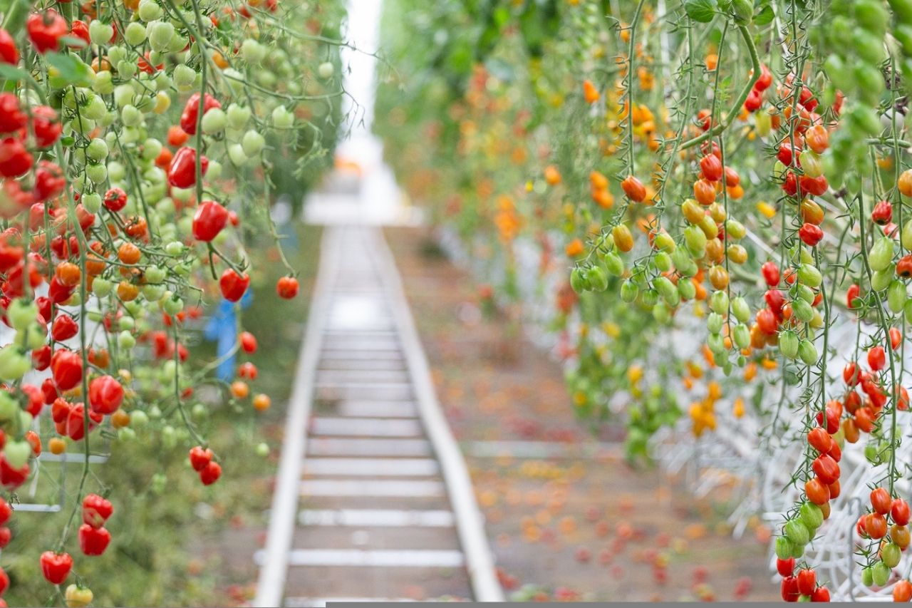 Tomatoes growing on rooftop of Lufa Farms in Montreal