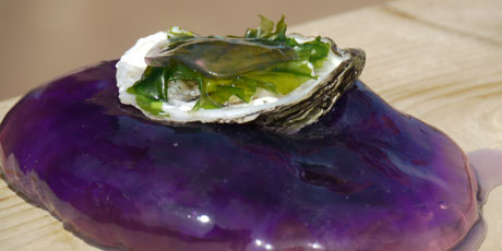 Oysters on a Bed of Jellyfish