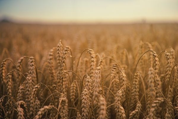 Grains outside in a field
