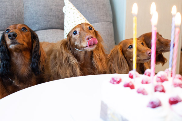 Cake for Pets