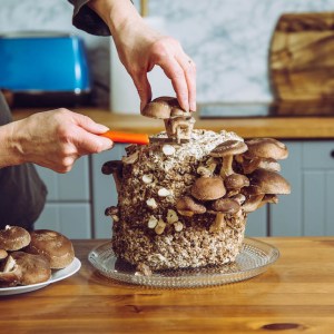 Everything to Know About Growing Your Own Mushrooms