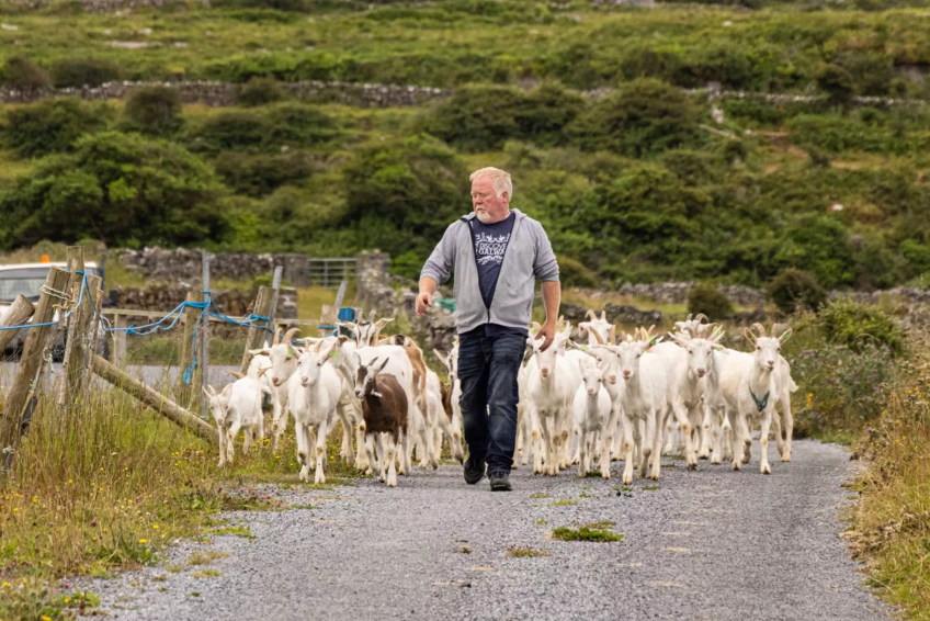 Gabriel Flaherty of Aran Goat Cheese and Food Tours on Inis Mór in Ireland with a herd of sheep