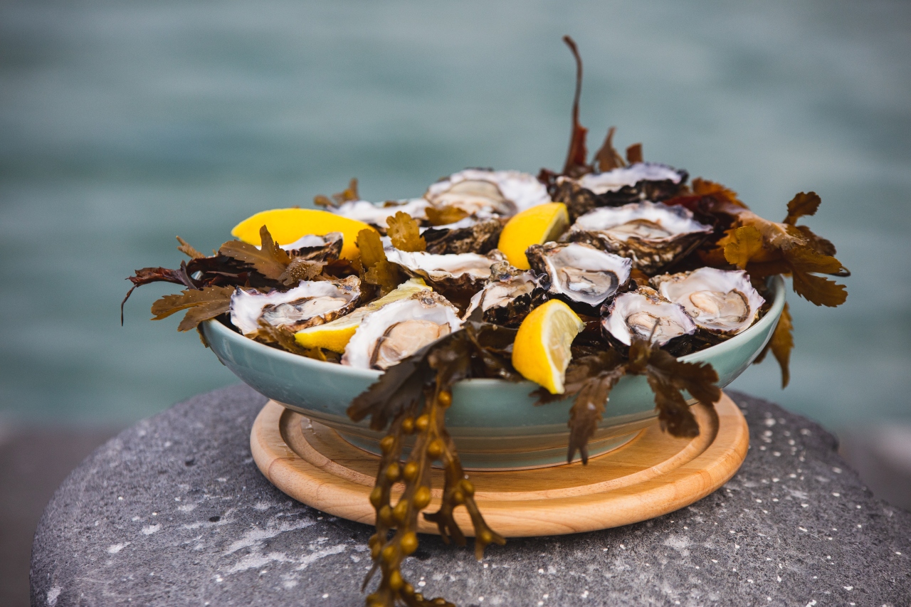 Fresh Irish oysters in a blue dish with seaweed and lemon wedges