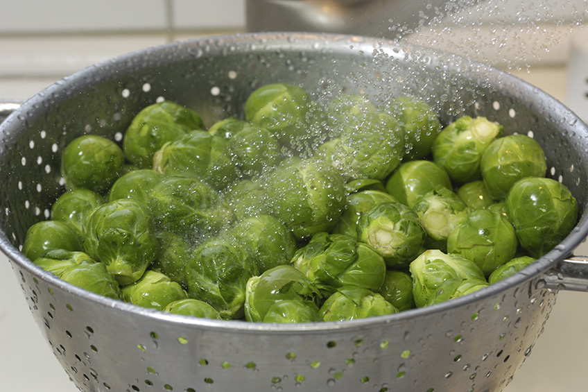 Close-up of freshly harvested brussels sprouts (Brassica oleracea) being washed in colander.Please view related images below or click on the banner lightbox links to view additional images, from related categories.