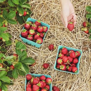The 10 Best Places in Canada for Strawberry Picking