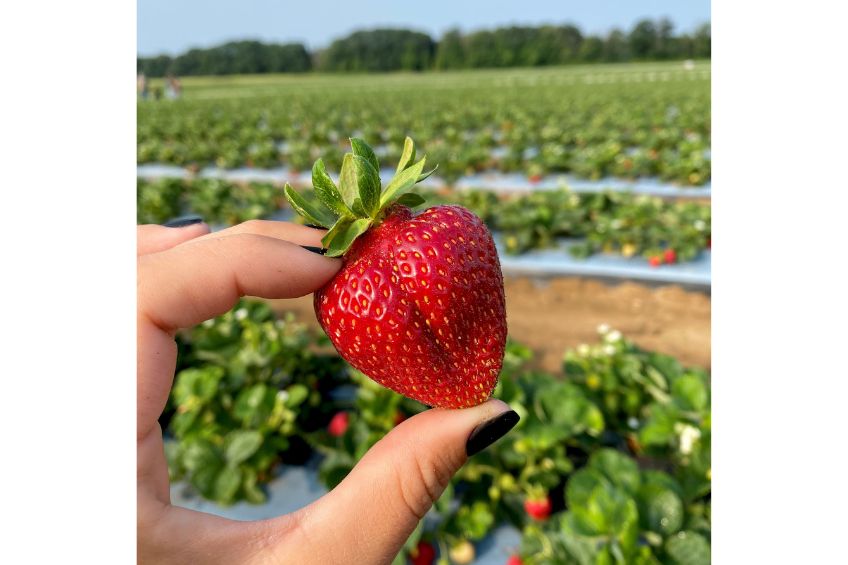 Close up of hand holding a strawberry