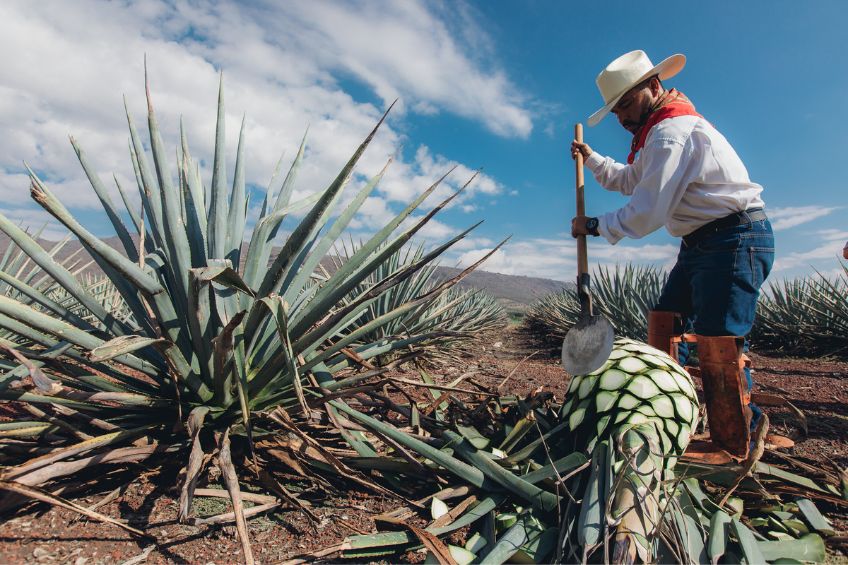 A jimador trimming an agave plant to be made into tequila
