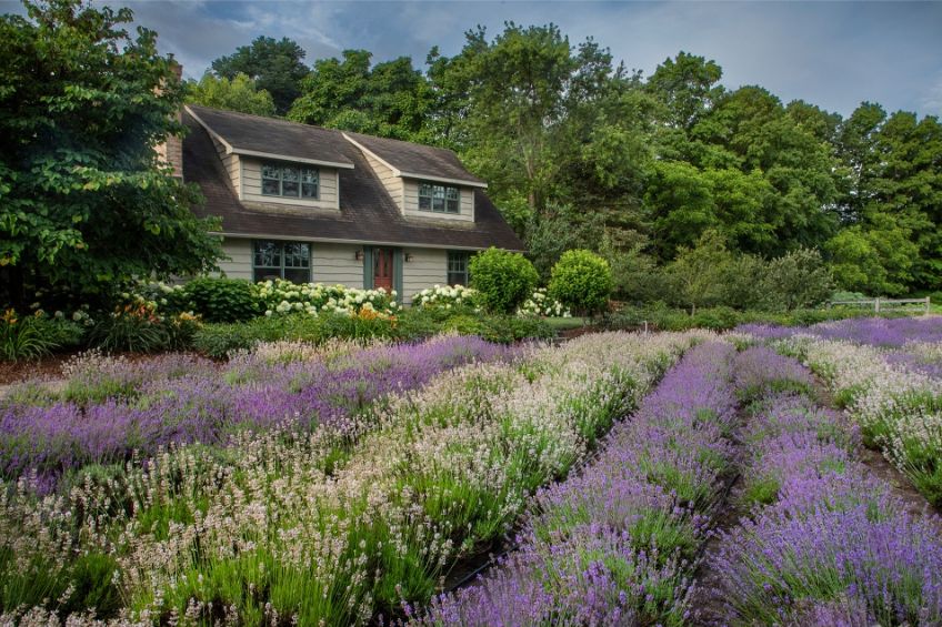 House in lavender fields