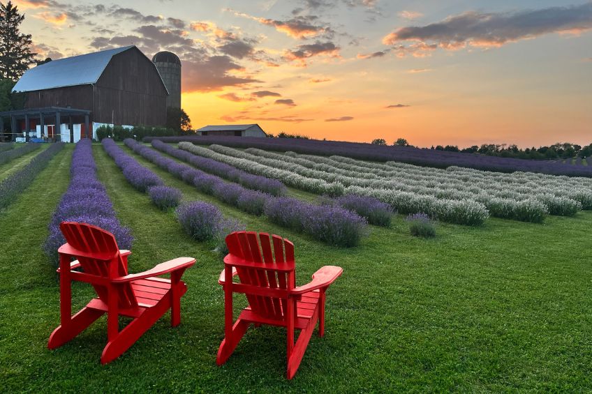 2 red muskoka chairs facing the lavender field at sunset