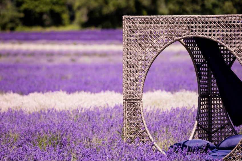 Chair in the middle of lavender field