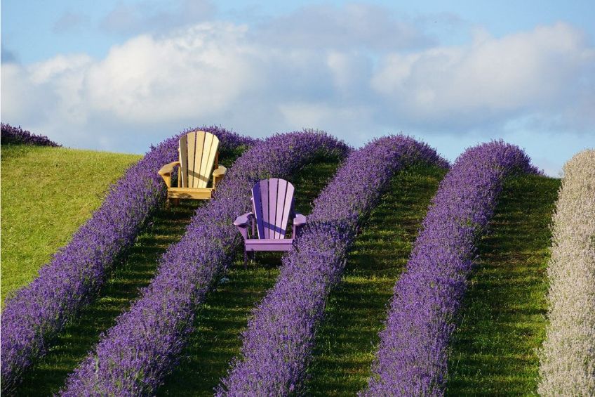 Yellow Muskoka chair and purple Muskoka chair in between lavender field