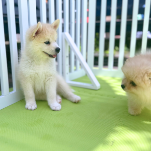 The Best Dog-Friendly Patios in Canada