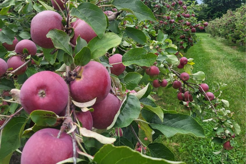 Apples in an orchard