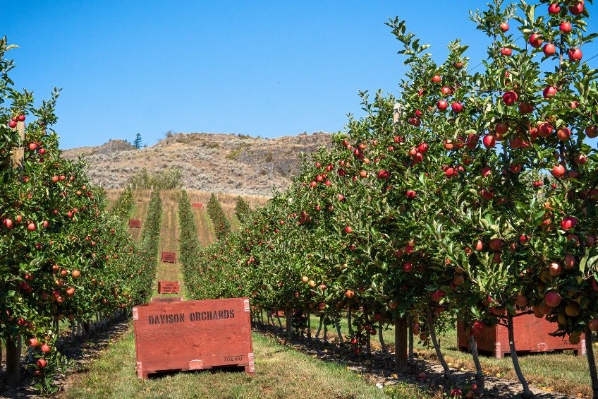 Davison Farm orchards