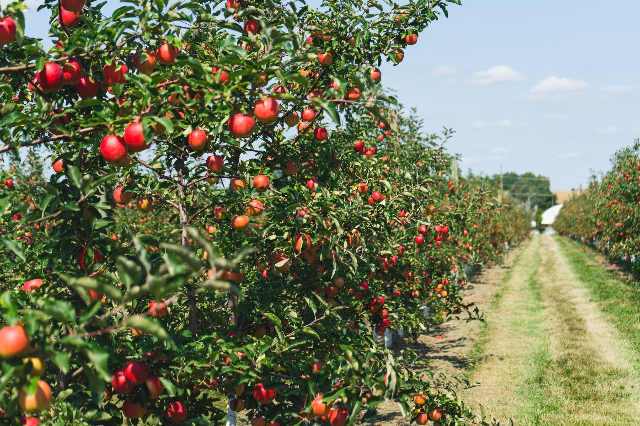 Apple picking in Canada