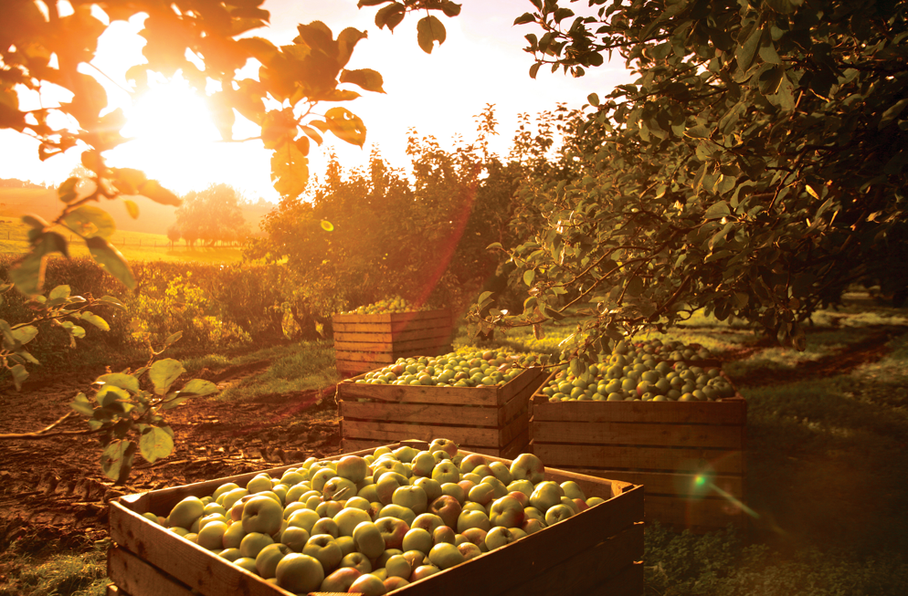 an apple orchard with the sunset peaking through the tree leaves