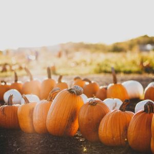 10 Best Pumpkin Patches in Canada To Visit This Fall