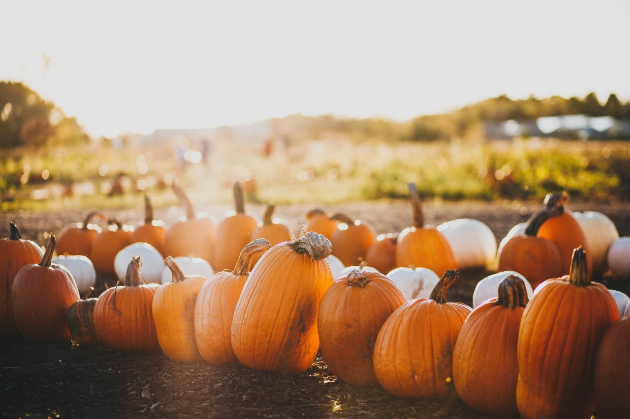 Pumpkins lined up in a pumpkin patch