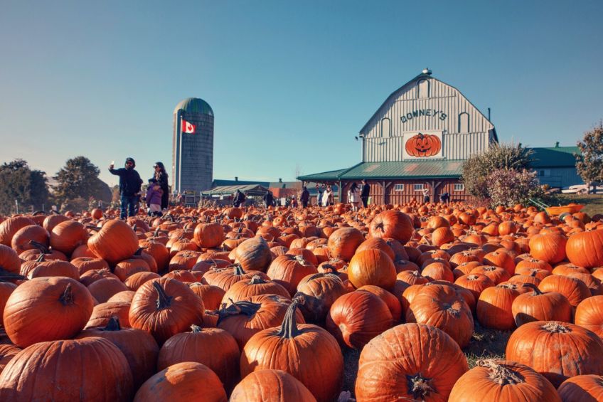 Pumpkins at Downey's Farm