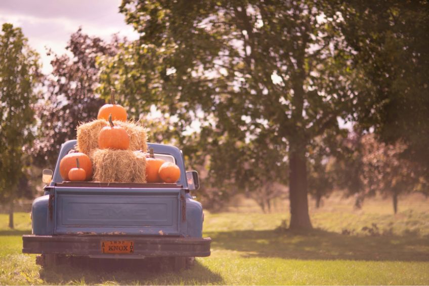 Pumpkins on the back of a blue pick up truck