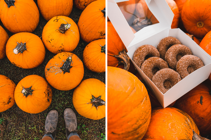 Pumpkin collage of pumpkins and donuts on pumpkins